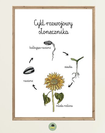 Plakat Edukacyjny Cykl życiowy rozwojowy Słonecznika Montessori dla dzieci, Maja Montessori