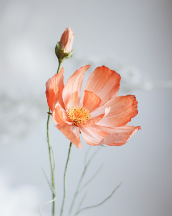 Dekoracja botaniczna, papierowy kwiat - kosmos jasnopomarańczowy, Bibula Blooms