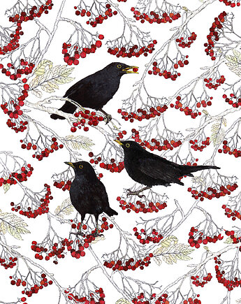 Kosy w jarzębinie - Grafika- Ilustracja- Ptaki, BOSKE