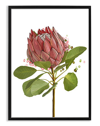 PLAKAT (poster) KWIAT PROTEA, LUdesign gallery