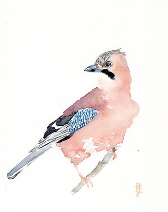 Oryginalna akwarela. Sójka, alquadro