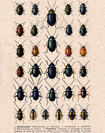 Plakat owady-rycina-z-ksiazki-x, Galeria LueLue