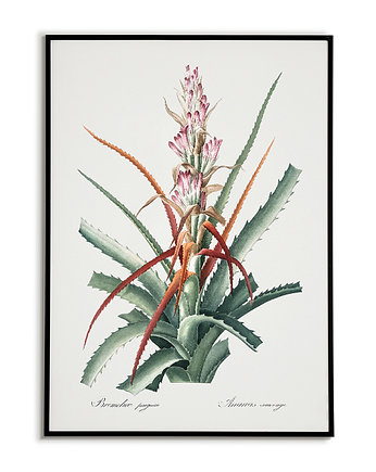 Bromelia  - Plakat botaniczny - Retro, Bajkowe Obrazki