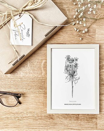 Dzika marchew - grafika botaniczna w oprawie, beata sketches
