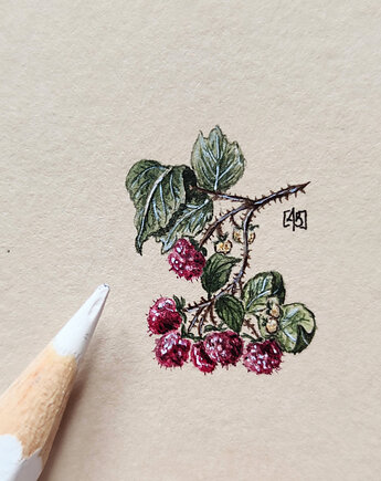 Maliny , owoce , Miniatura  ilustracja botaniczna, atelier by Olga