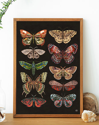 Motyle i ćmy plakat, plakat botaniczny, motyle, ćmy dekoracja, OKAZJE - Prezent na Parapetówkę
