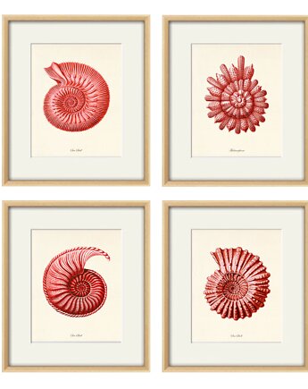 Zestaw 4 grafik koralowiec reprodukcja morskie plakaty muszle czerwony, Victorian wall art