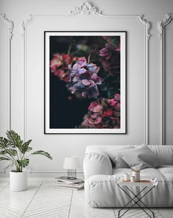 PLAKAT z kwiatami różowe kwiaty hortensja, black dot studio