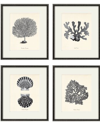 Zestaw 4 grafik  koralowiec reprodukcja morskie, Victorian wall art