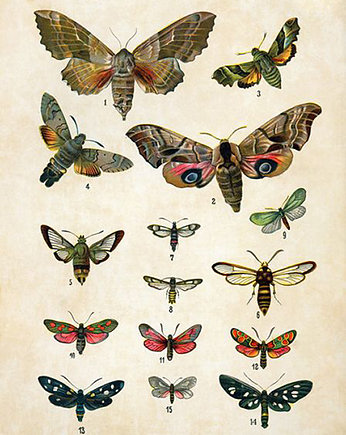 Plakat motyle-rycina-z-ksiazki-vi, Galeria LueLue