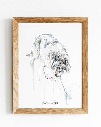 Wilk, 30x40 cm, JUST ILUST Justyna Małczak