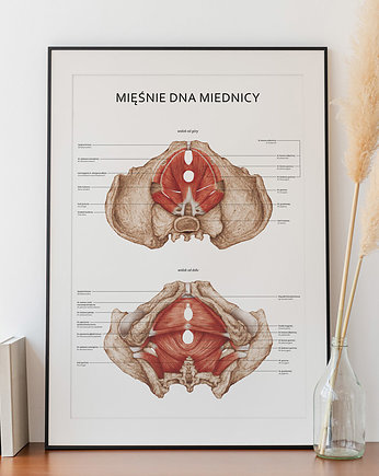 Plakat Mięśnie dna Miednicy, Marta Pawelec Medical Art