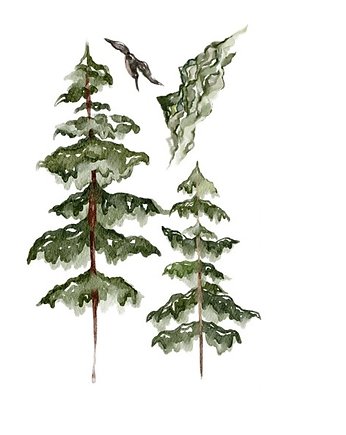 Zestaw naklejek ściennych Pinewood Trees 150, Bajkowe Wnetrza