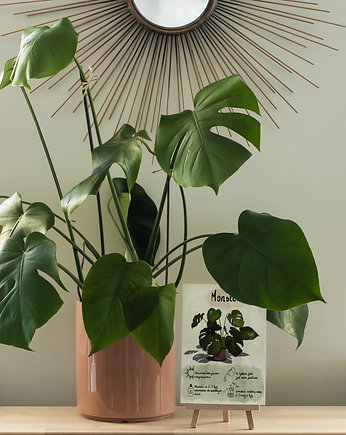 Instrukcja roślinna: MONSTERA, Burakovvska
