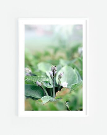 Hosta, Katarzyna Kątna