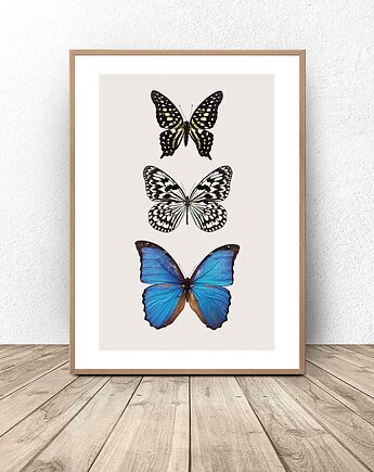 Plakat na ścianę "Trzy motyle" 50x70 (500mm x 700mm), scandiposter