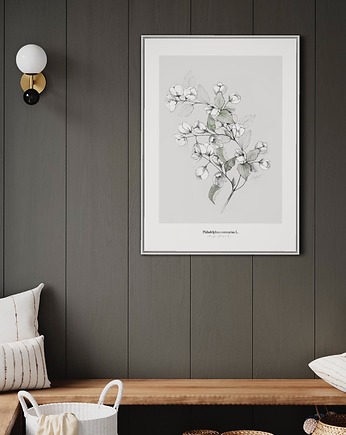 Jaśminowiec  print, Margo Hupert