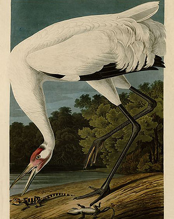 Plakat ptaki-rycina-z-ksiazki-iii, Galeria LueLue