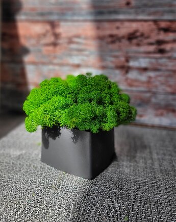 Doniczki z mchem chrobotkiem, Florals&Moss