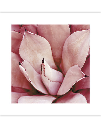 Plakat Kwiat Agawy, KNOR