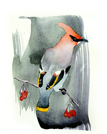 Jemiołuszka, Warsaw Birds