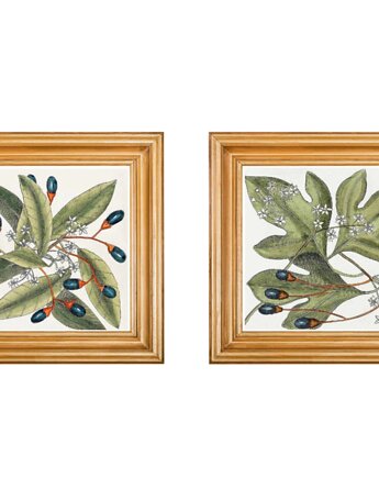 2 grafiki botaniczne vintage plakaty roślinne, black dot studio