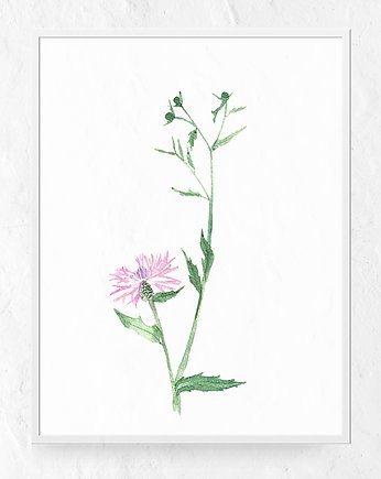 Plakat kwiaty polne - Chaber, Merely Susan