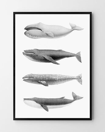 Walne zgromadzenie - plakat czarnobiały, HOG STUDIO