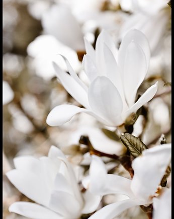 Plakat "Kwiat magnolii", Fotobloki and decor