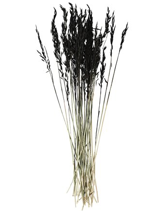 Suszona pszenica barwiona na czarno do kompozycji, Home Design