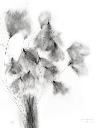 Wełnianka Eriophorum print / 40x50 cm, Margo Hupert