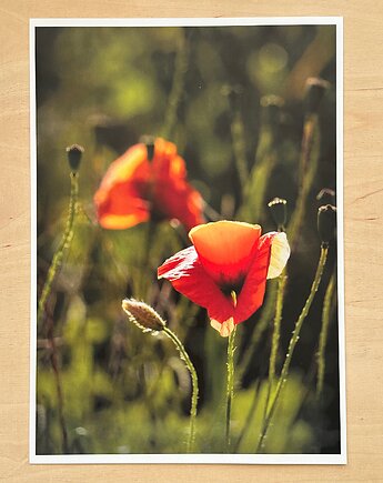 Plakat Maki, mavipoppy art