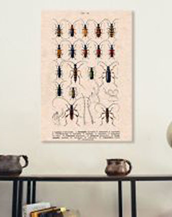 Plakat owady-rycina-z-ksiazki-iii, Galeria LueLue