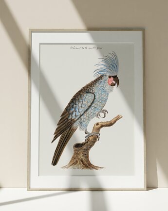 Plakat Vintage Obraz Grafika Parrot, Storelia