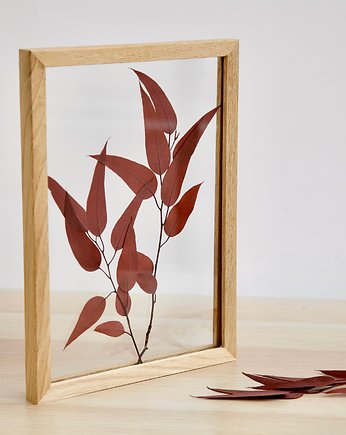 Liście Eucalyptus Willow rozmiar M, Plantsonwall