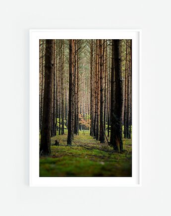 Las, Katarzyna Kątna