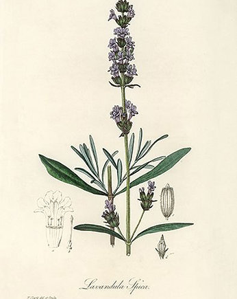 Lawenda-plakat-rycina, Galeria LueLue