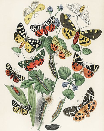 Motyle-i-cmy-ilustracja-vintage, Galeria LueLue