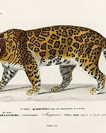 Jaguar-pantera-plakat-rycina, Galeria LueLue