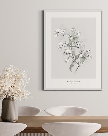 Jaśminowiec print, Margo Hupert