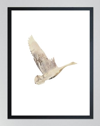 ŁABĘDŹ 3- poster,50x70 cm, KOKO by HOKO