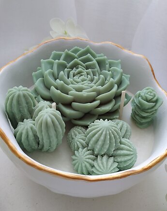 Świeca sojowa z kaktusami, Narcissus Candle