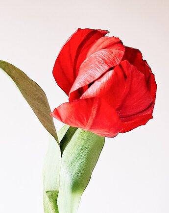 Papierowy tulipan - czerwony - realistyczny, DALVA