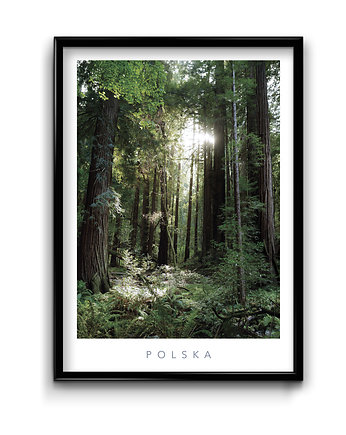 Plakat Polska 9, Bury Lis