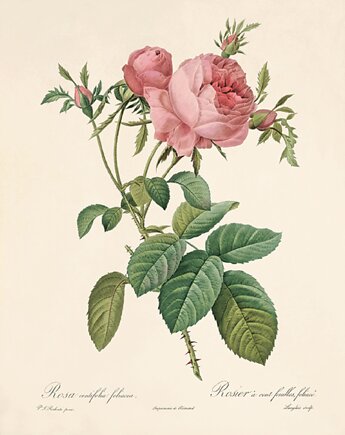 Róża stara Grafika  Rysunek kwiaty Ilustracja Druk Botaniczny prezent, Victorian wall art