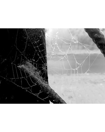 Fotografia pt.: 'Drop 4' czarno-biała, 50x70cm, ME Maria Ekert