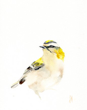 Oryginalna akwarela. Mysikrólik, alquadro