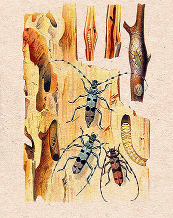Plakat owady-rycina-z-ksiazki-vii, Galeria LueLue