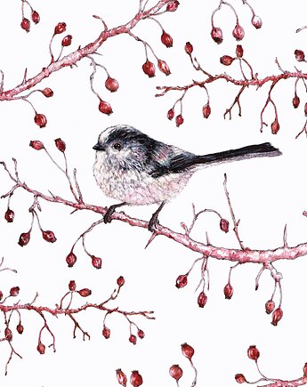 Raniuszek - ilustracja- grafika- ptaki polskie, BOSKE