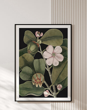 Plakat vintage - botaniczna ilustracja no.3, OKAZJE - Prezent na 40 urodziny
